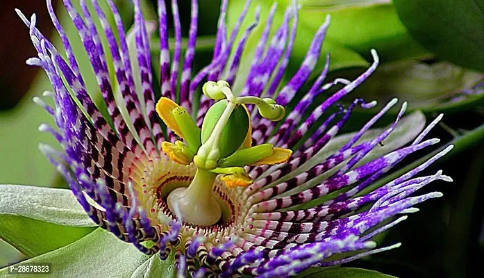 Corofitam Passion Plant Passion Flower Plant -a01-thumb3