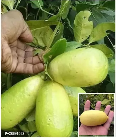 Corofitam Lemon Plant Kagzi Lemon Plant,Hybrid (Pack of 1)