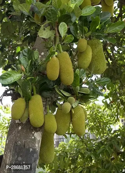 Jackfruit Plant-thumb0