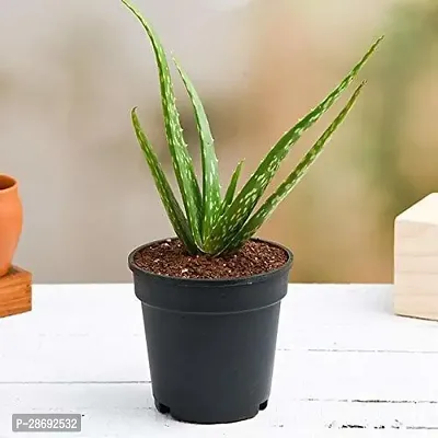 Corofitam Aloe Vera Plant alovera plantlive with pot-thumb0