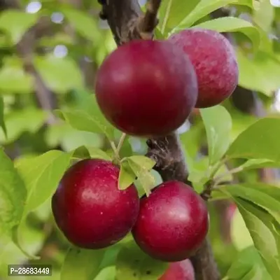 Aloo Bukharaplum Plant-thumb2