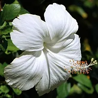 Corofitam Hibiscus Plant Hybrid White hibiscus plant36-thumb2