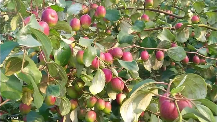 Corofitam Ber Apple Plant BHYU