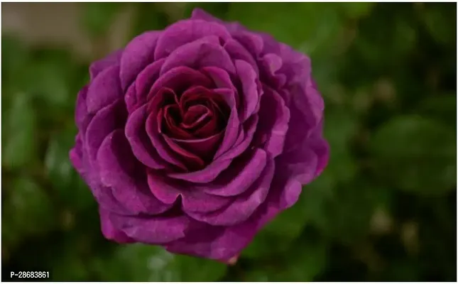 Corofitam Rose Plant B 302