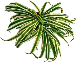 Corofitam Spider Plant 12345-thumb2