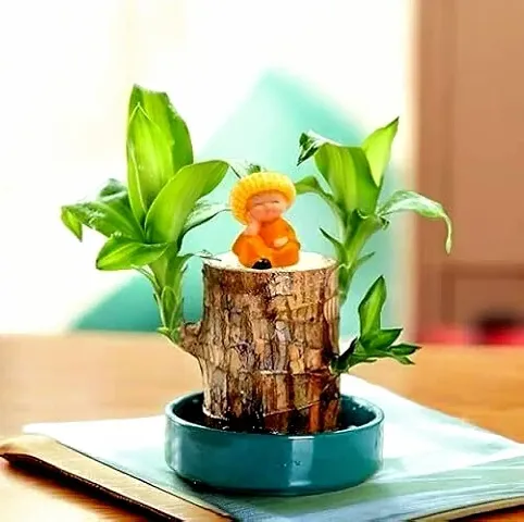 New Arrival Plant & Planters 