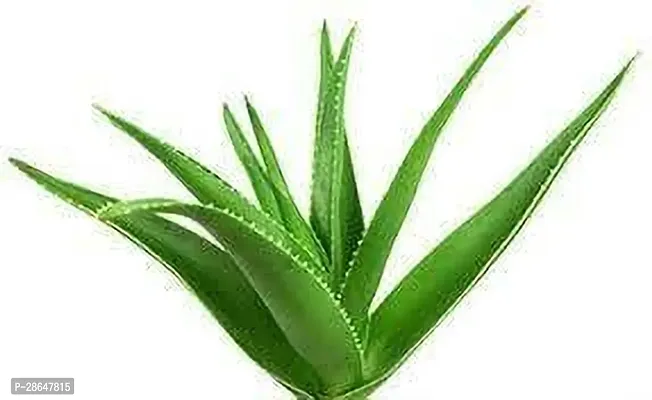 Corofitam Aloe Vera Plant Aloe Vera Plant 001-thumb0