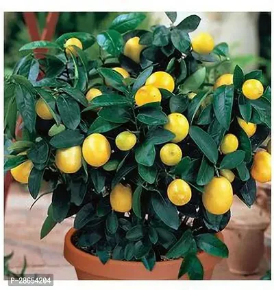 Corofitam Lemon Plant MVPANTOJ_1745-thumb0