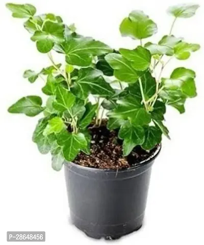 Corofitam Ivy Plant Ivy plant English ivycommon ivy plant-thumb0