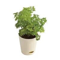 Natural Long Live Home Decor Plant and Planter-thumb1