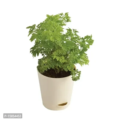 Natural Long Live Home Decor Plant and Planter-thumb2