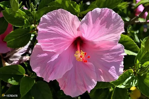 Corofitam_Hibiscus Plant_One Healthy Plant In a Plastic Bag_YPDl-c178-thumb0