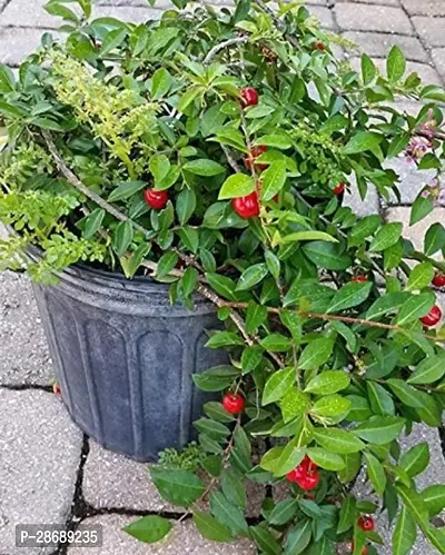 Corofitam Cherry Fruit Plant 1