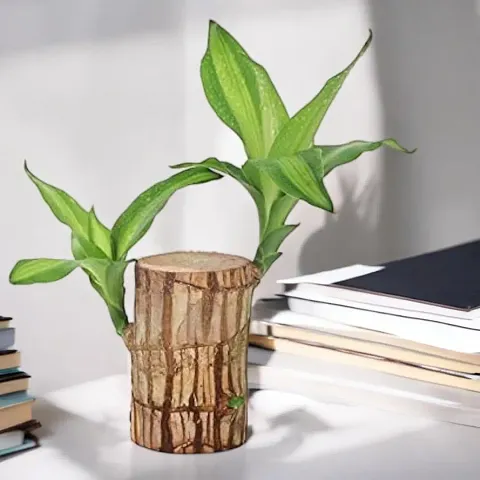 Trendy Plant & Planters 