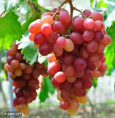 Corofitam Grapes Plant uug11-thumb0