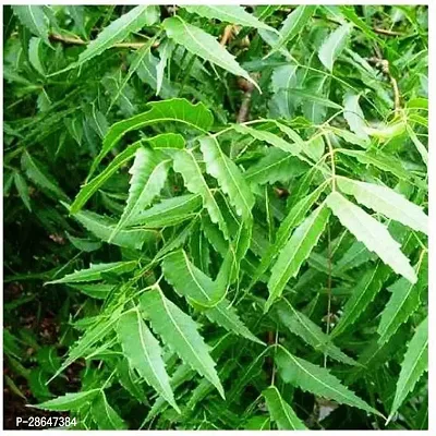 Corofitam Neem Plant Neem Plant-21-thumb0