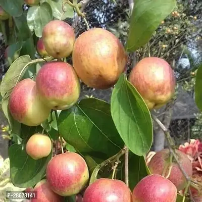 Corofitam Ber Apple Plant Kashmiri Red Apple Ber Plant v10-thumb0