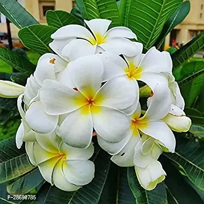 Corofitam Plumeria Plant White Plumeria Flower Plants