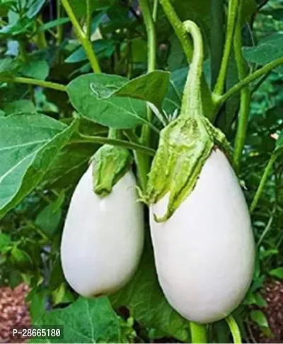 Corofitam Brinjal Hybrid Brinjal Live Plant_17-thumb0