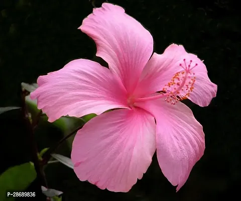 Corofitam Hibiscus Plant Hibiscus Flower Plant (AA0001)-thumb0