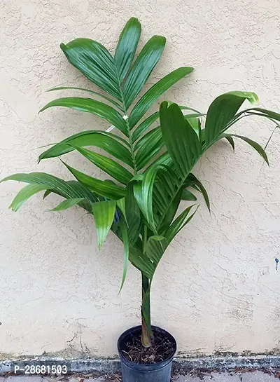 Betel Nutsupari Plant-thumb0