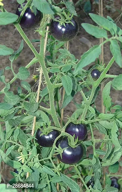 Corofitam Tomato Plant tomato plant 5049