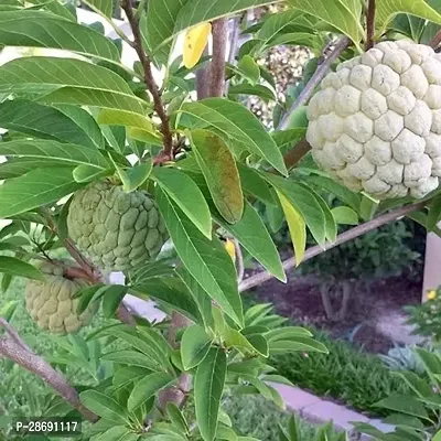 Corofitam Custard Apple Plant Rare Red Sugar-AppleSitafal Fruit Plant (Annona squamosa)Aata Fruit Plant 1 HealthyPlant.