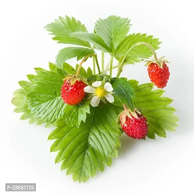 Strawberry Plant-thumb2