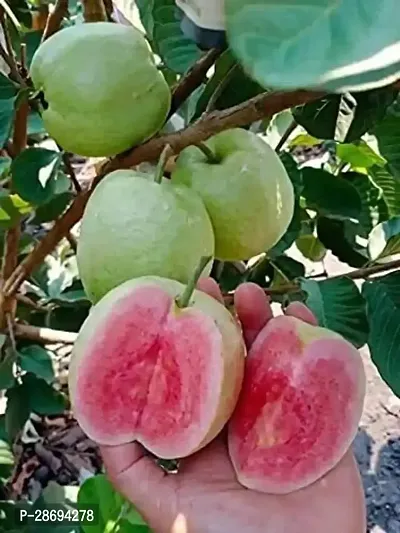 Corofitam Guava Plant Taiwan Pink Guava Plant-thumb0