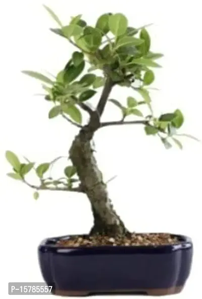 Natural Long Live Home Decor Plant and Planter