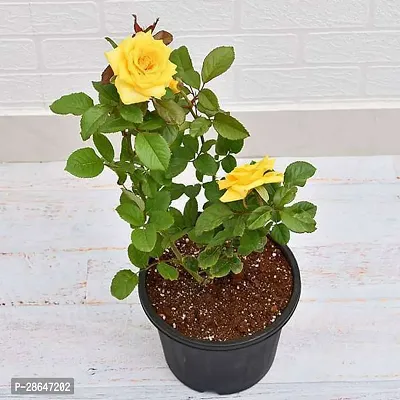 Corofitam Rose Plant Yellow Rose Flower Plant(Hybrid)-thumb0