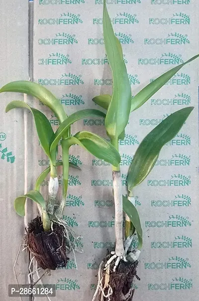 Corofitam Orchid Plant GHklj55-thumb0