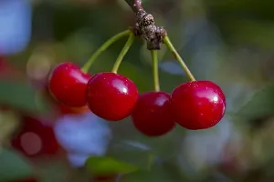 Corofitam Cherry Fruit Plant Cherry Fruit Plant-thumb1