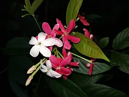 Madhumaltirangoon Creeper Flower Plant-thumb1