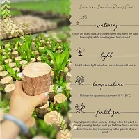 PACK OF 1) Brazilian Lucky Bamboo Live Plant Good Luck Plant Lucky Brazil Wood Plant Healthy Indoor Feng Shui Plant For Home Decor (Brazilian Lucky Bamboo) WITHOUT POT-thumb3