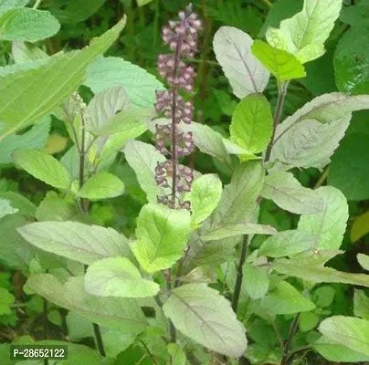 Corofitam Tulsi Plant Rama Tulsi Plant-thumb2