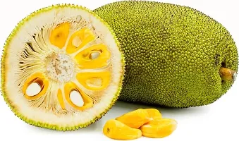 Corofitam Jack Fruit Plant Live Green Grafted Jack Fruit Plant-thumb2