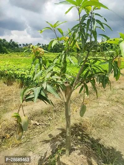 Corofitam Mango Plant Yellow Banana Mango Plant-thumb0