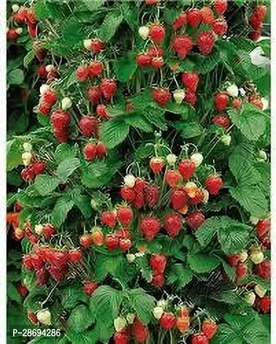 Corofitam Strawberry Plant STRAWBERRY PLANT OTJ-thumb0