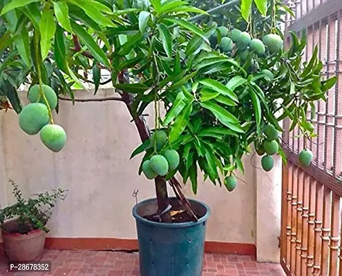 Corofitam Mango Plant Gardens Live Dwarf Plant Mango Fruit Himsagar King of All Mangoes Plant Exotic Juicy Rare Fruit Plants Garden Plant(1 Healthy Live Plant)-thumb0