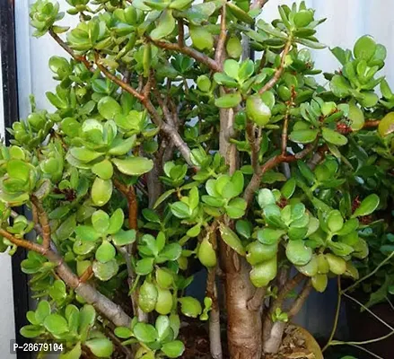 Jade Plant-thumb0