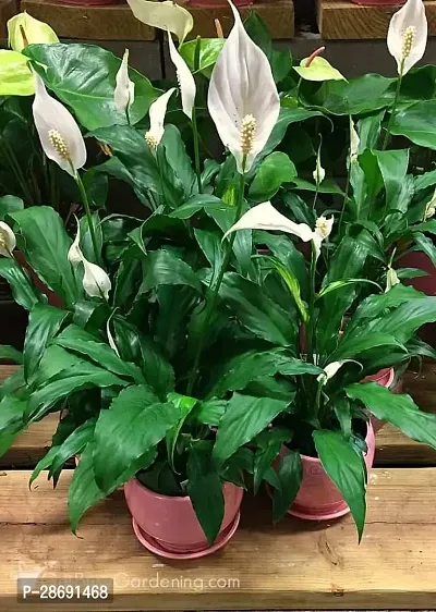 Corofitam Peace Lily Plant PEACE LILY FLOWER PLANT-P76-thumb0