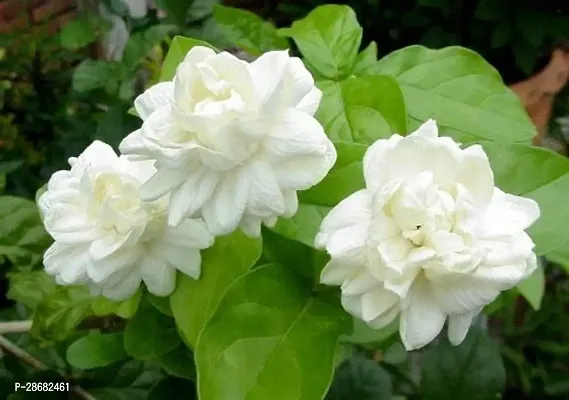 Corofitam Jasmine Plant Indian Jasmine Plant(Mogra)-thumb2