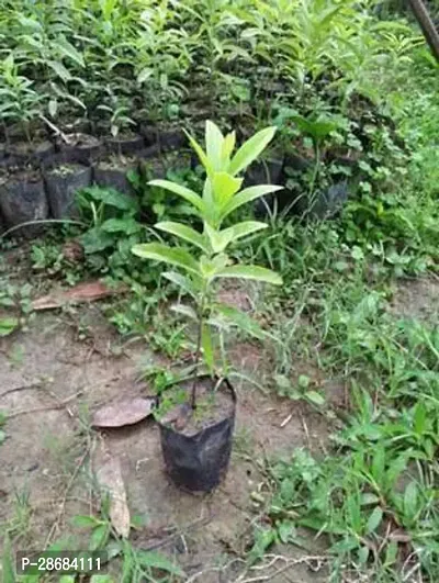 White Sandalwood Plant-thumb0