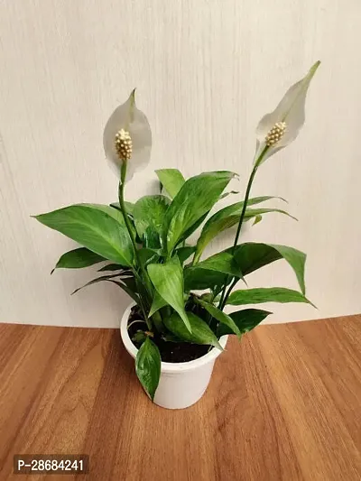 Peace Lily Plant-thumb0