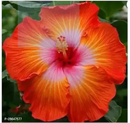 Corofitam Hibiscus Plant Hibiscus Plant ( Rajasthni Udeal Plant )-thumb0