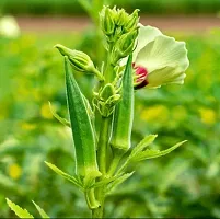 Organic Bhindi, Okra, Ladyfinger Winter Vegetable Seeds Pack Of  50-thumb1