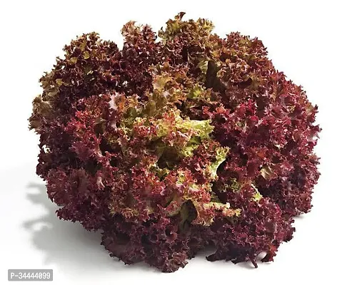 Organic Red Lettuce Winter Vegetable Seeds Pack Of  50-thumb2