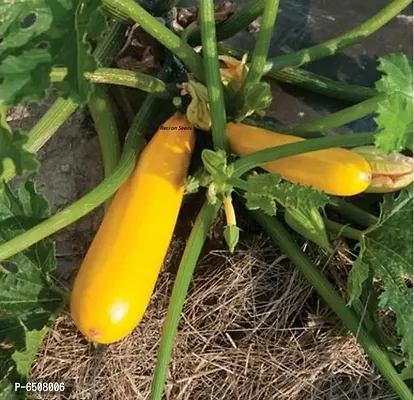Yellow Long Squash Zucchini F1 High Yielding Hybrid-10 Seeds-thumb0