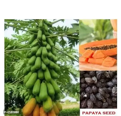 Papaya Fruits Seeds -Pack Of 25 Seeds-thumb0